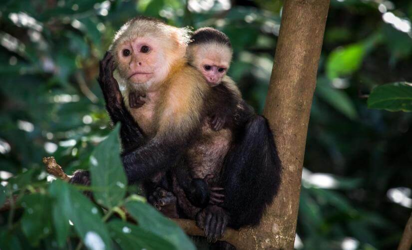 Wildlife Exploration of Panama's Parks, Lake Gatun, and Indian Village
