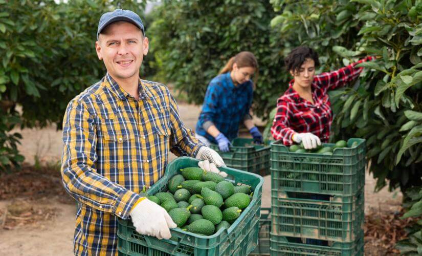 Avocado Plantation and Colonial Antigua