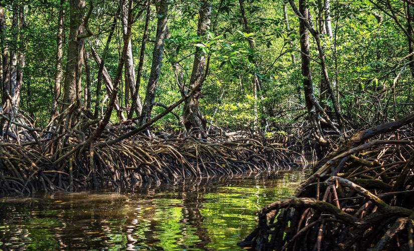 Progreso Cruise Shore Excursions | Mangrove Kayak Adventure