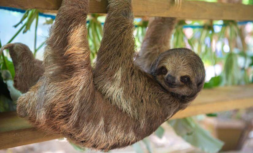 Glass Bottom Boat, Sloths, Chocolate and Rum Tasting