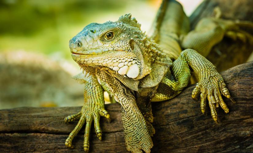 Iguana Quest