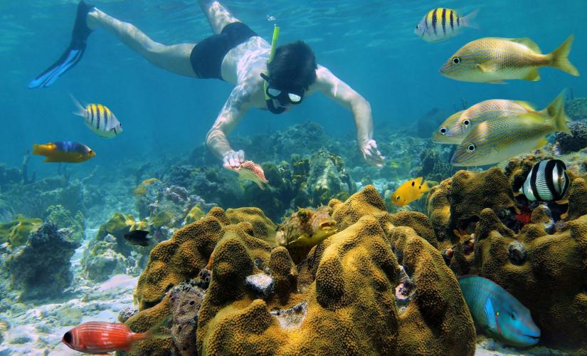 Iguana Park, Snorkel and Island Tour