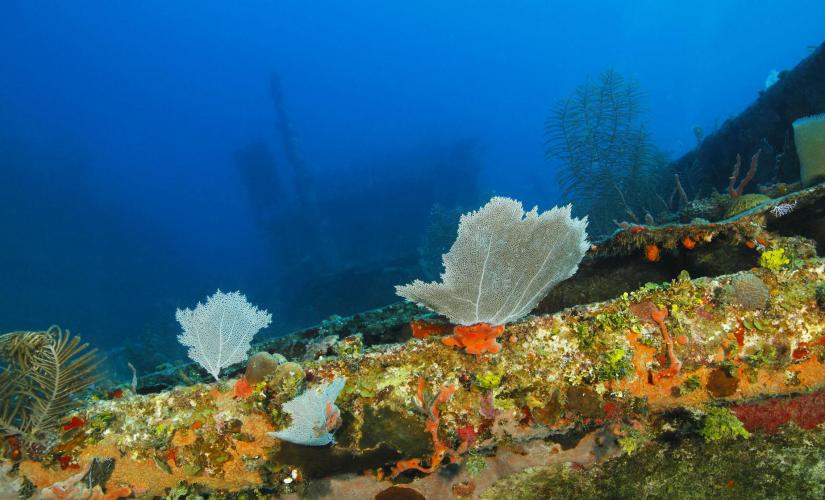 Roatan Island Tour & Shipwreck Snorkeling Shore Excursion