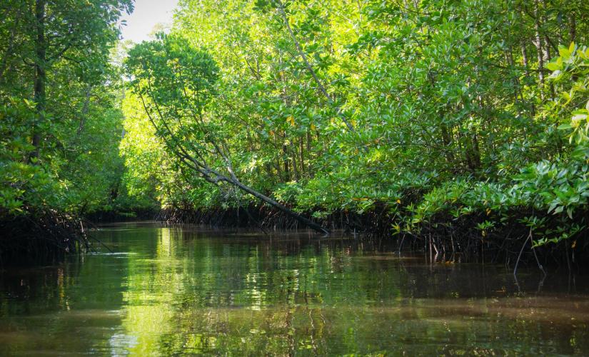 Roatan Island Day Tour & Mangrove Tunnel | Coxen Hole & Iguana Farm