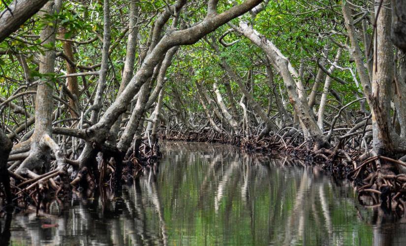Natural Wonders of Roatan Mangroves, Horseback Riding, and Snorkeling
