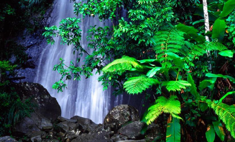 Puerto Rico Unveiled Local Insights and El Yunque