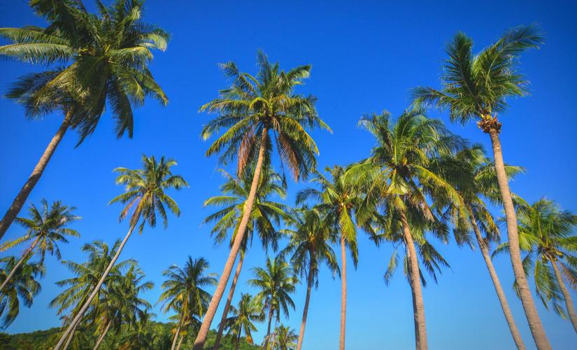 Island Vibes