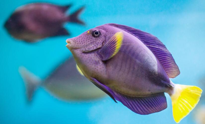 St. Thomas Coral World Ocean Park Cruise Tour