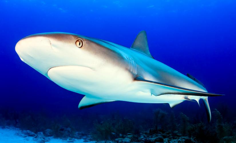 St. Thomas Shark Shallows Swim & Coki Beach Port Trip