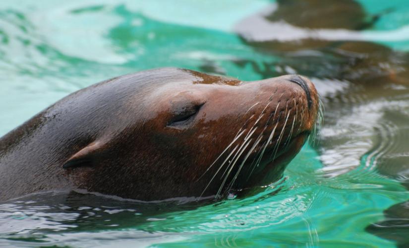 Sea Lion Encounter Day Trip in St. Thomas