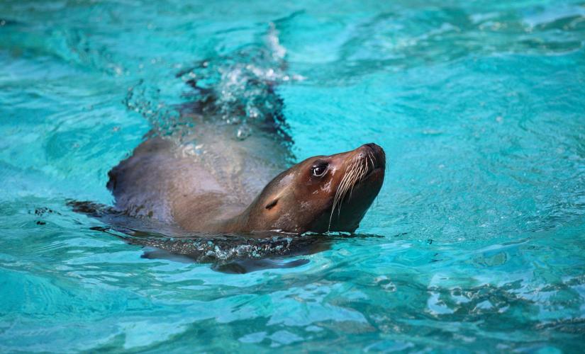 St. Thomas Small Group Sea Lion Adventure & Swim