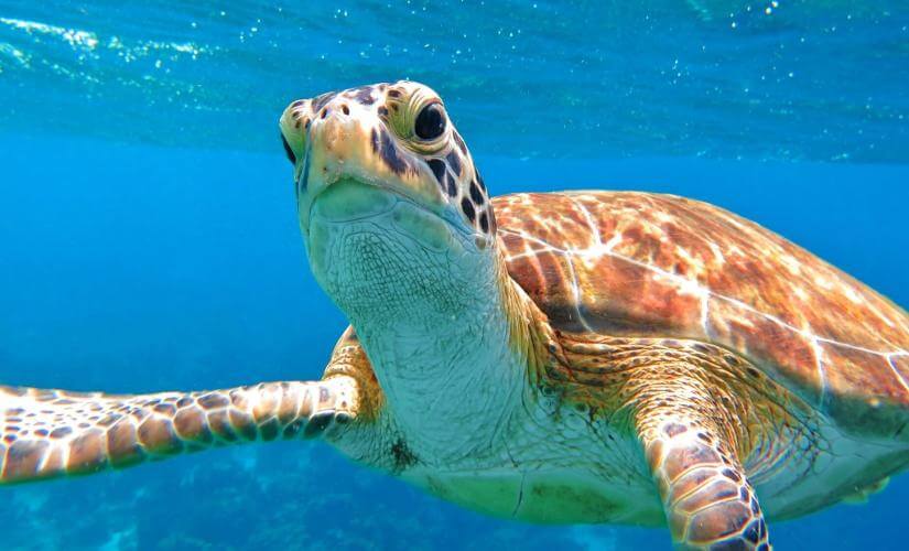 St. Thomas Hike, Kayak & Snorkel Adventure | Cruise Port Trips