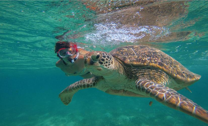 Half Day Snorkel with Turtles at Marine Sanctuary in St. Thomas