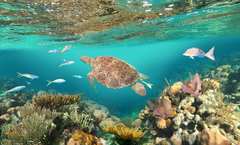 St Thomas Turtle Cove Catamaran Snorkel (for Groups of 10 or More)