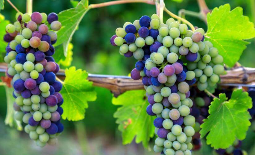 Halifax and Nova Scotian Wine Discovery