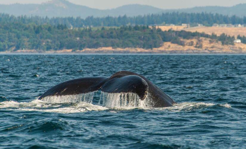 Quebec City Sightseeing and Whale Watching Cruise