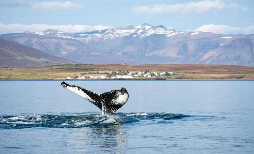 Private Akureyri Whale Watch Eco Adventure