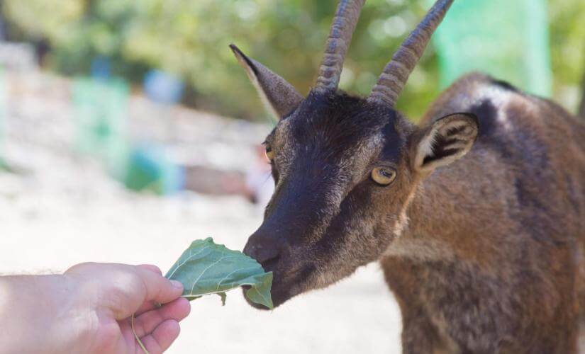 Traditional Cretan Shepherd for a Day and Olive Oil Tasting from Chania