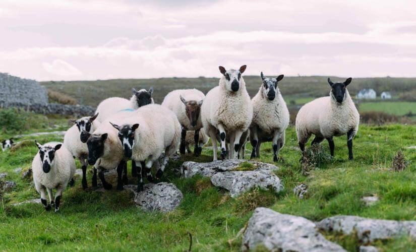 Historical Glendalough Monastery and Wicklow Mountains Highlights