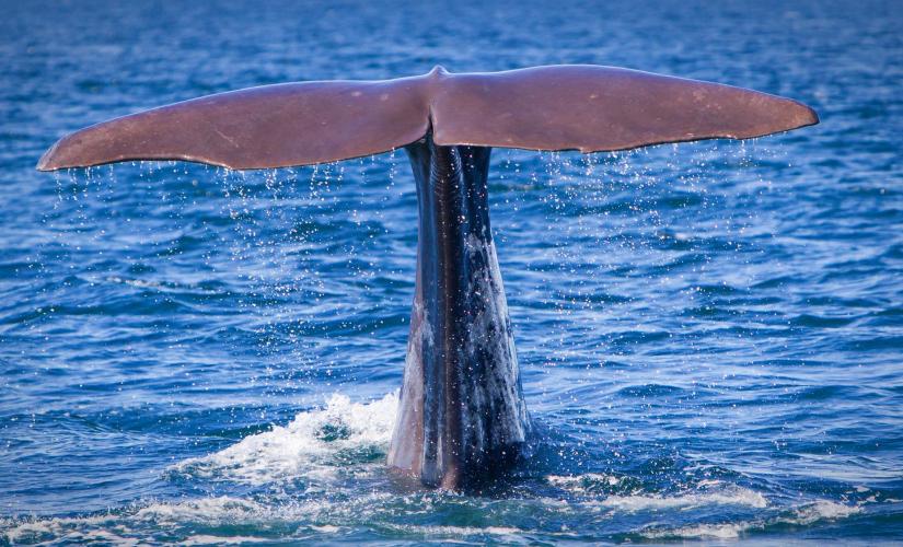 Dolphin and Whale Speedboat Adventure