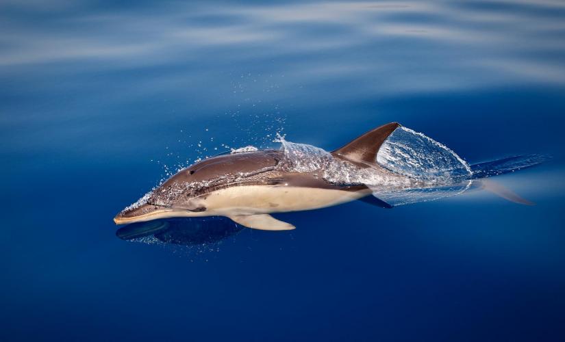 Gibraltar Dolphin watching tour
