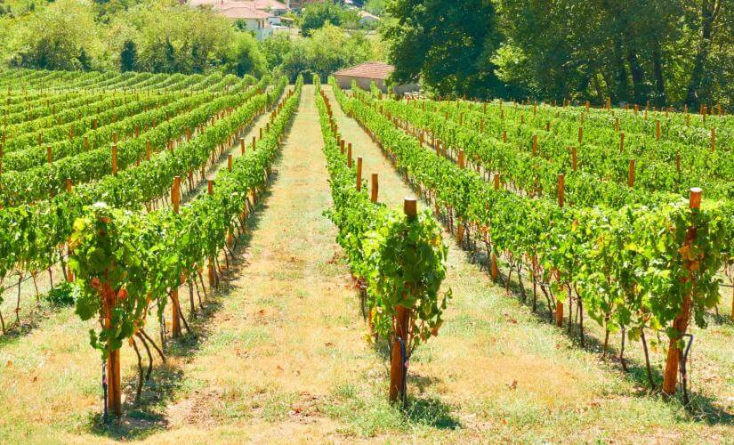 Private Cretan Wine Tasting and Olive Oil Farm with Lunch