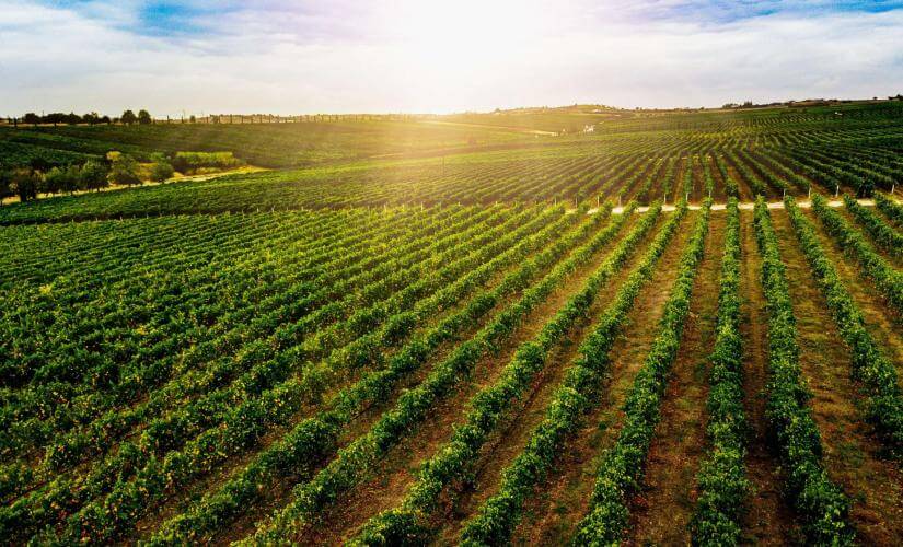 Secrets of Ancient Olympia with Winery Visit
