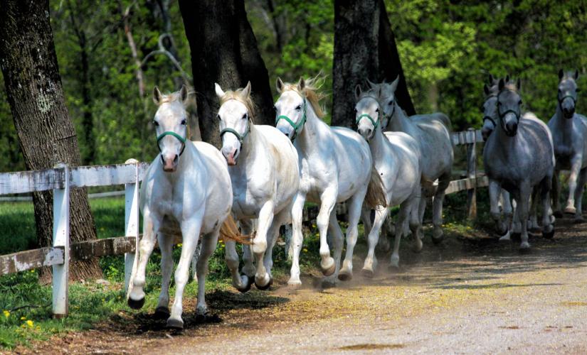 Lipica Stud Farm & Skocjan Caves
