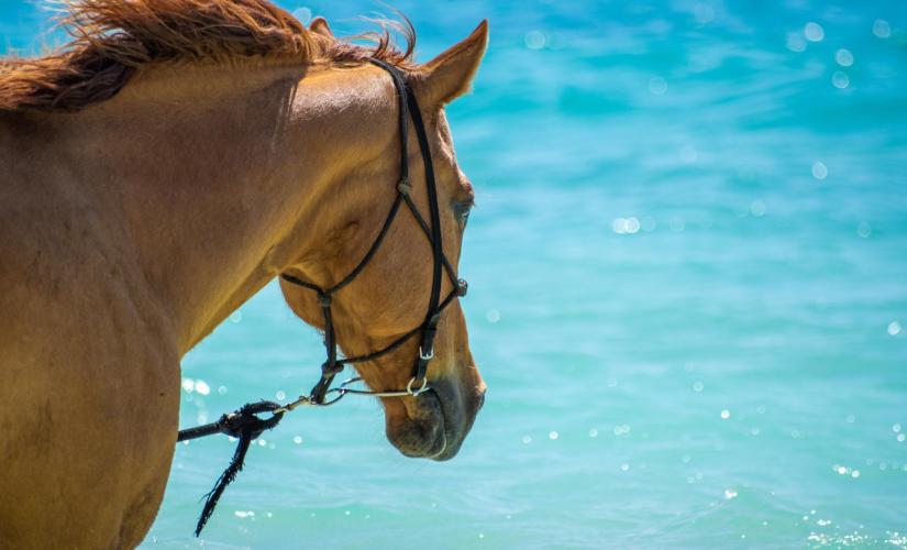 Comporta Horseback Ride and Scenic Setubal