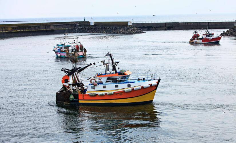 Private Fishing Traditions, Angeiras Beach, Market, and Canning Discovery
