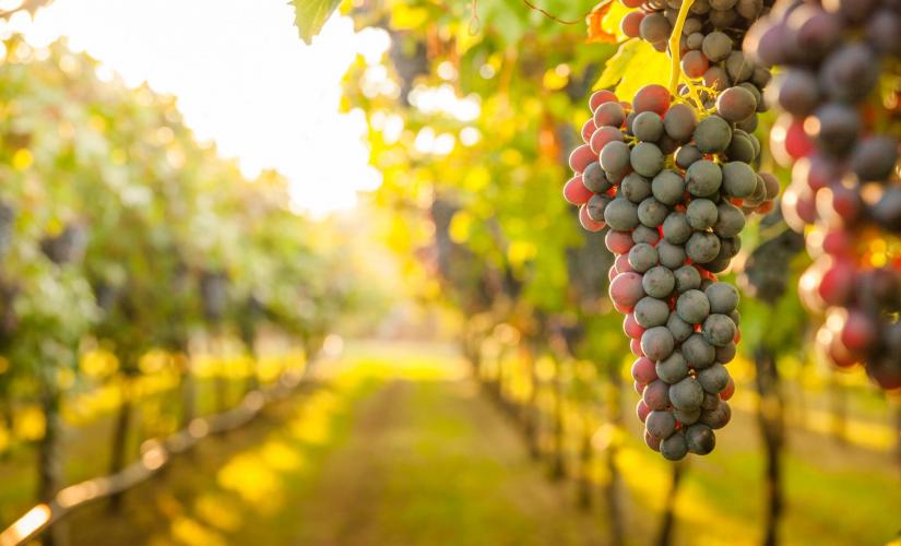 Tuscany Wines
