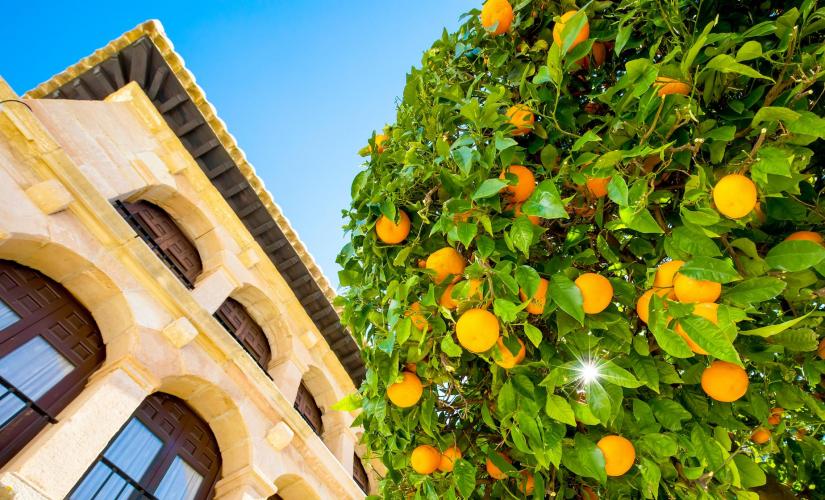 Discover Monaco's Citrus and Spirits
