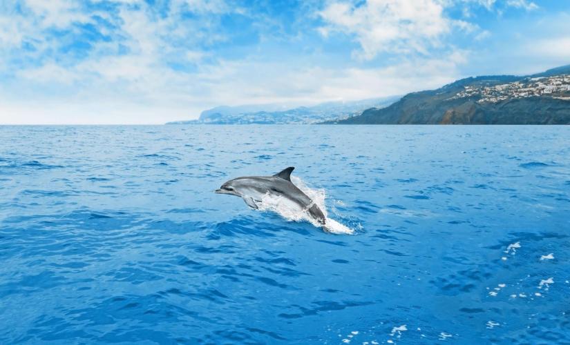 Wildlife Viewing and Wine Tasting in Madeira