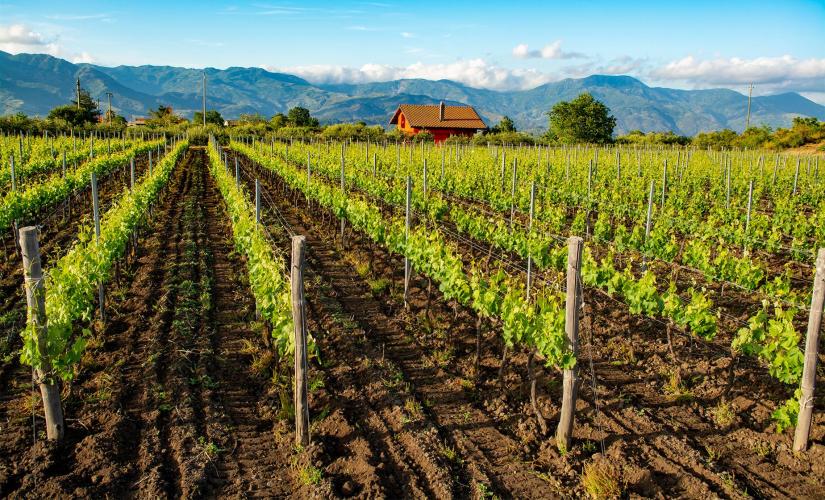 Private Food and Wine Tasting (Wine Group 2026)