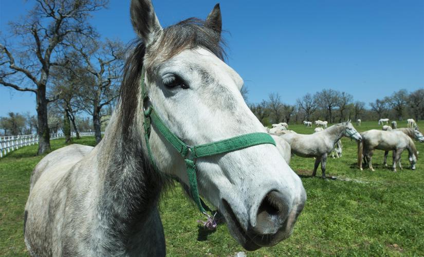 Lipica Stud Farm and Skocjan Caves