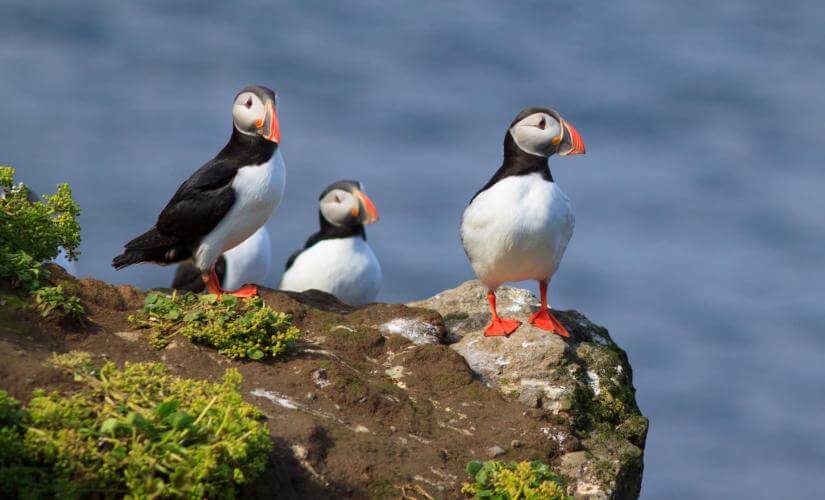 Private Puffin Island Sightseeing Cruise and Birdwatching