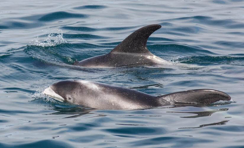 Private Reykjavik Whale Watch Eco Adventure