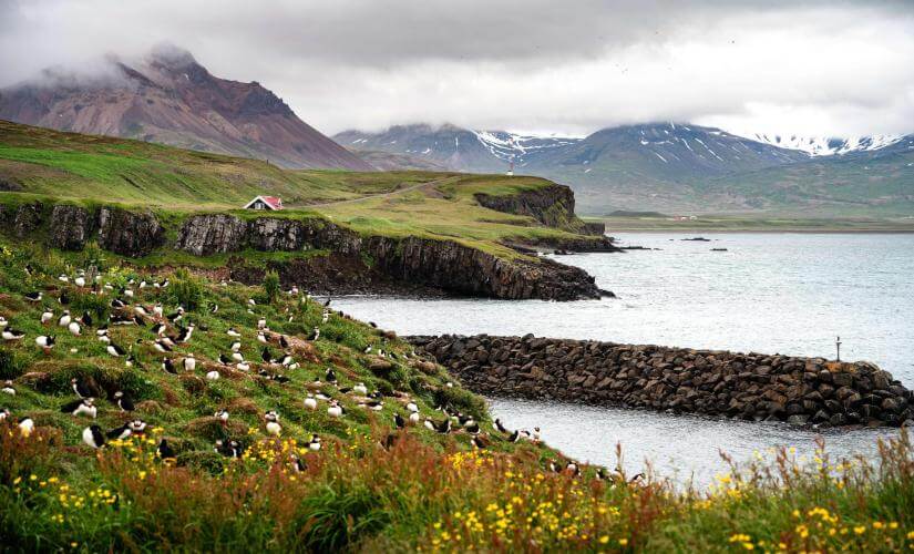 Private Scenic Drive to Borgarfjordur Eystri, Bakkagerdi Village, Puffins, and Elf Rock