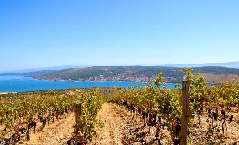 Half Day Private Wine Tasting and Panoramic Tour with Bedalov Winery (Wine Group 2026)