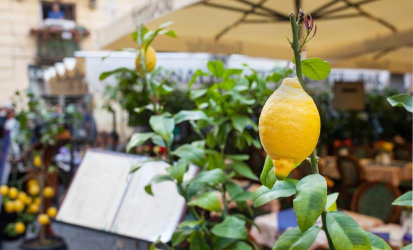 A Taste of Sorrento