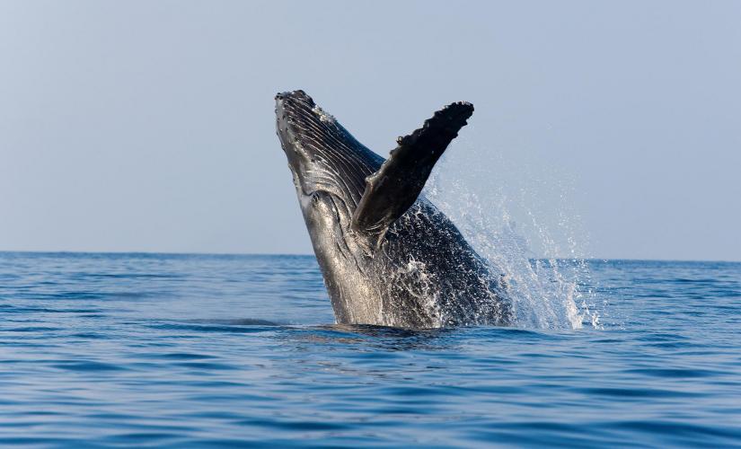 Whale Watching