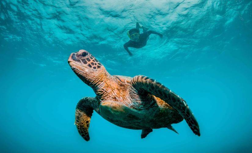 Maui Sail and Snorkel by Powercat