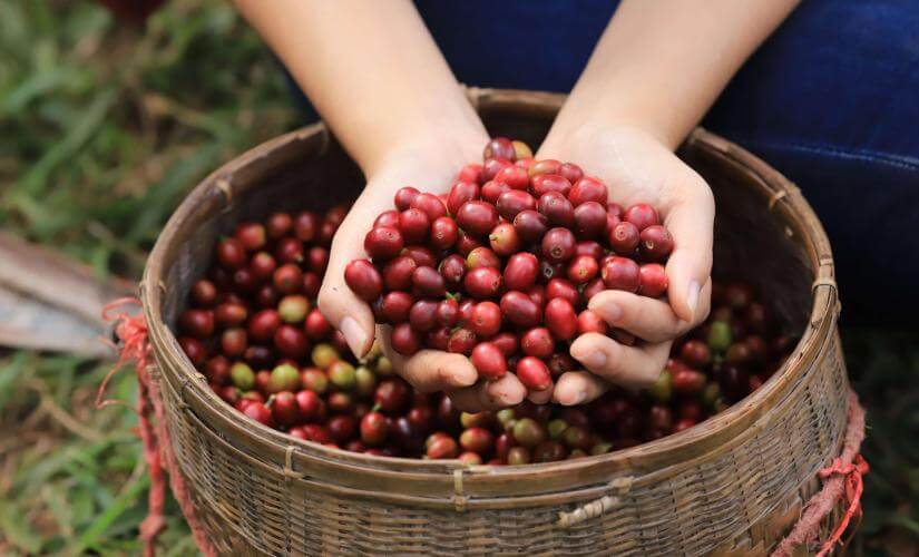 Kona Coffee and Cloud Forest