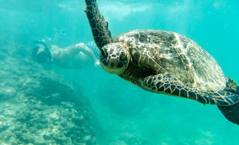 Best of Honolulu and Ensenada Two Port Package
