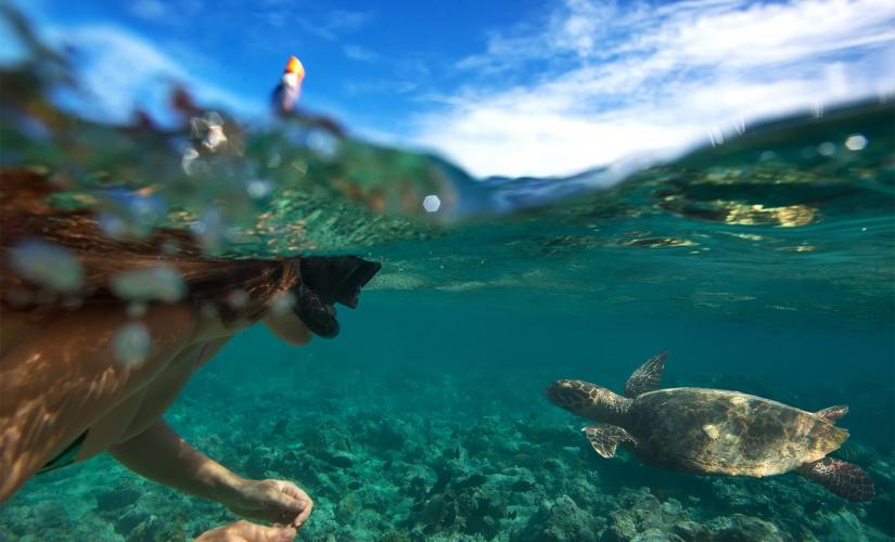 Hawaiian Green Sea Turtles