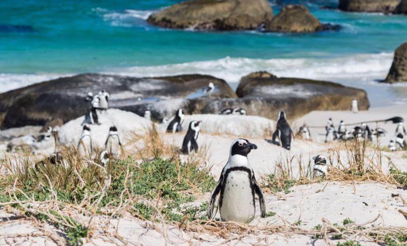 Best of Cape Point and Winelands