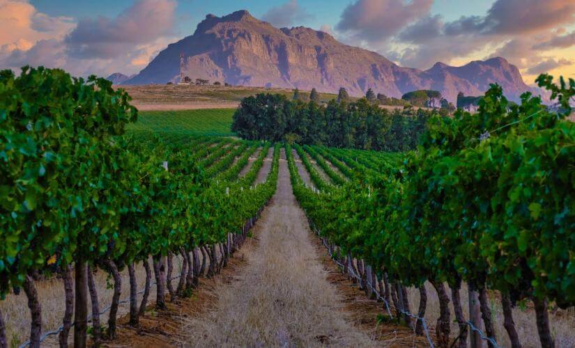 Full Day South African Vineyards and Wine Tasting