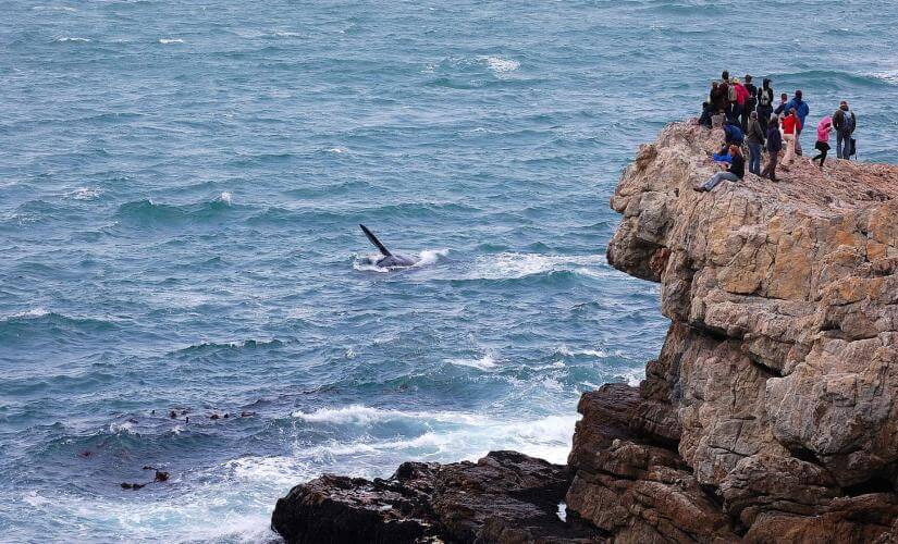 Hermanus Whale Watching by Land and Bay Drive from Cape Town