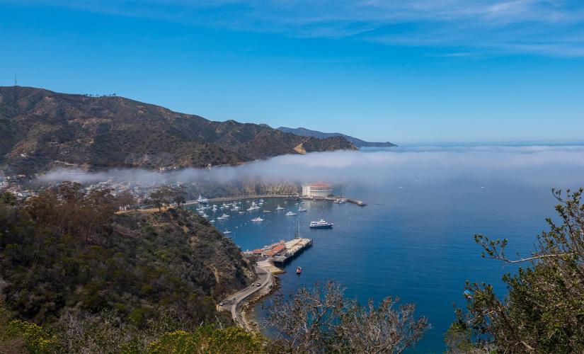 Catalina Island Off-Road Wildlife Safari