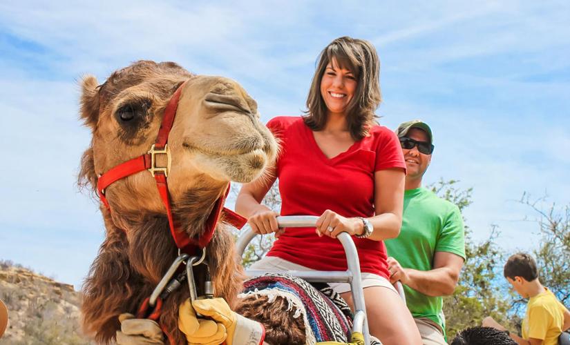 Camel Quest and More